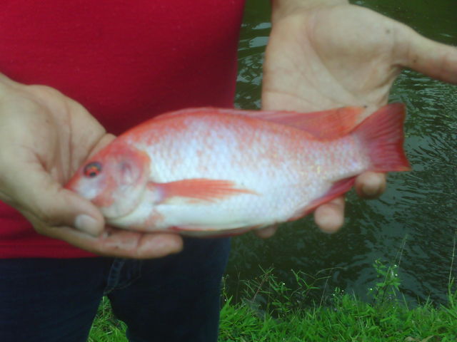 OREOCHROMIS SP