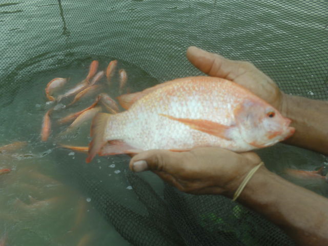 THAI ROJA