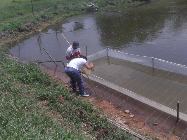 lAGO CON TILAPIA Y BAGRE